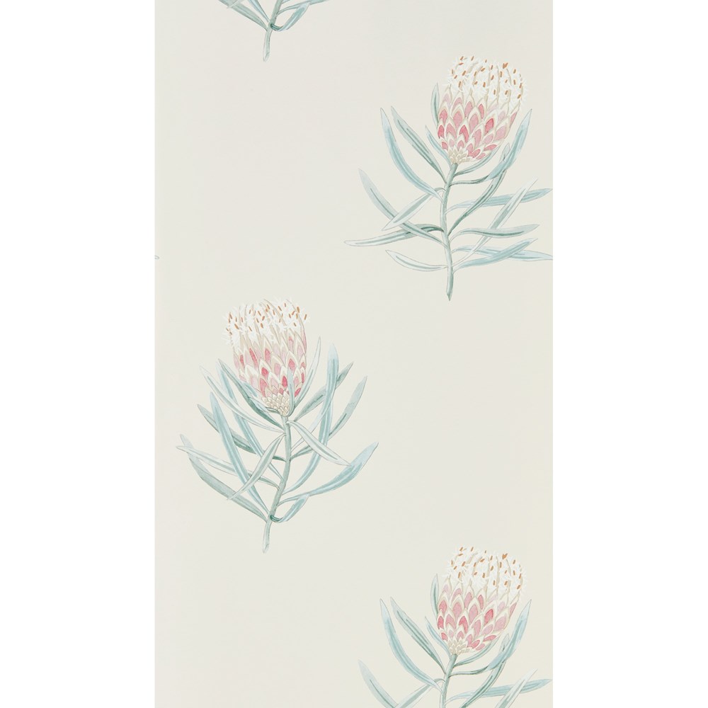 Protea Flower Wallpaper 216330 by Sanderson in Porcelain Blush